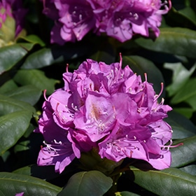 Rhody, Catawba 'Roseum Elegans'