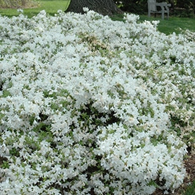 Azalea, 'Cascade'