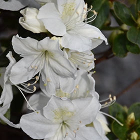 Azalea, 'Delaware Valley White'