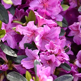 Azalea, 'Karen'