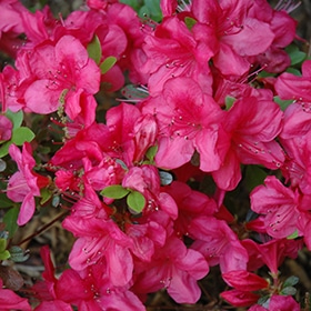Azalea, 'Mother's Day'