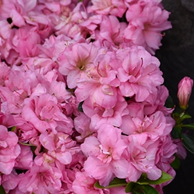 Azalea, 'Rosebud' #3