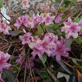 Azalea, 'Compact' Korean