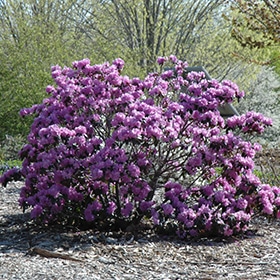 Rhody, 'PJM'