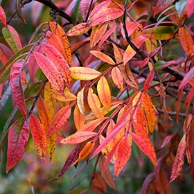 Sumac, Shining Praire Flame