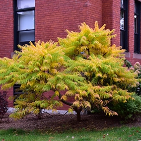 Sumac, 'Tiger Eyes' Staghorn