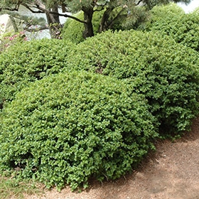 Currant, 'Green Mound'