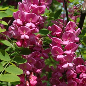 Black Locust, 'Purple Robe'