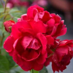 Rose, Climber 'Blaze'