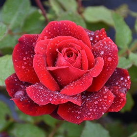 Rose, Climber 'Don Juan'
