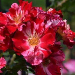 Rose, Climber 'Fourth of July'