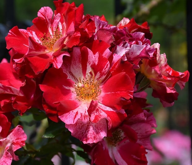 Rose, Climber 'Fourth of July'