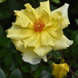 Rose, Climber 'Golden Showers'