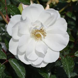 Rose, Climber 'Iceberg'