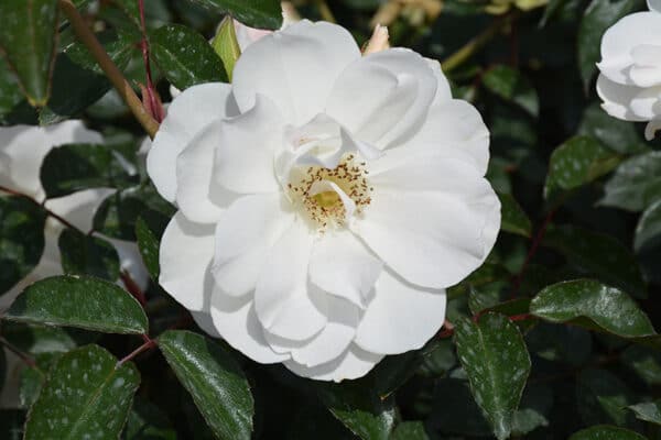 Rose, Climber 'Iceberg'