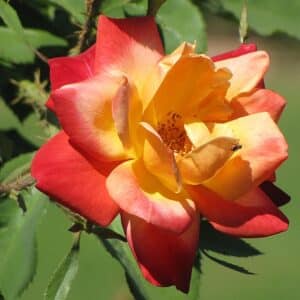 Rose, Climber 'Joseph's Coat'