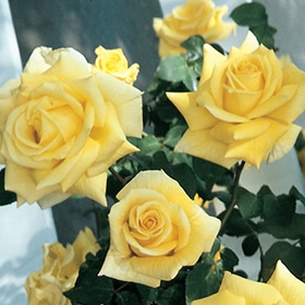 Rose, Climber 'Royal Gold'