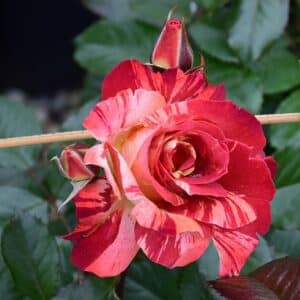 Rose, Climber 'Tropical Lightning'