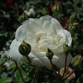 Rose, Climber 'White Dawn'