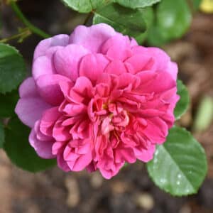 Rose, Climber 'Zephirine Drouhin'