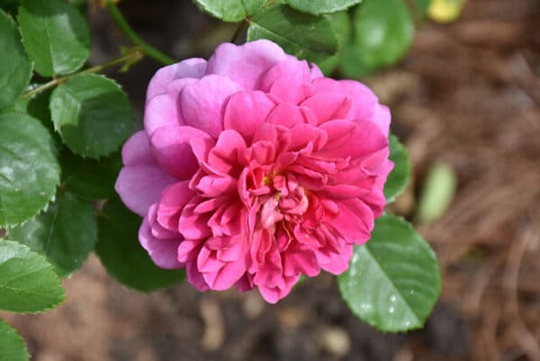 Rose, Climber 'Zephirine Drouhin'
