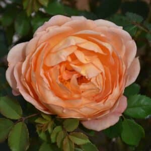 Rose, David Austin 'Lady of Shalott'