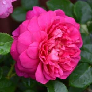 Rose, David Austin 'Princess Anne'