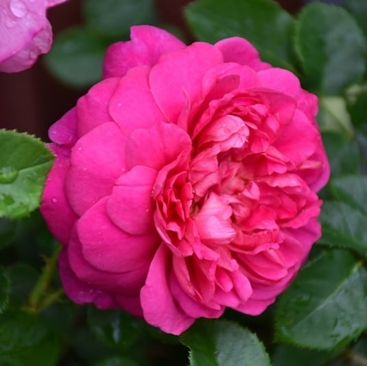 Rose, David Austin 'Princess Anne'