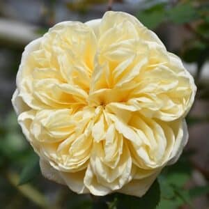 Rose, David Austin 'Teasing Georgia'