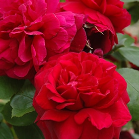 Rose, David Austin 'Tess of the d'Urbervilles'