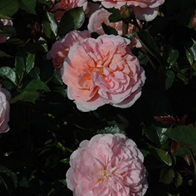 Rose, 'Apricot Drift'