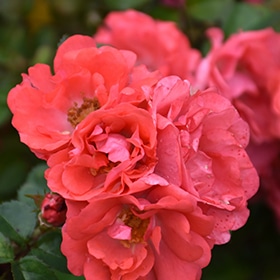 Rose, 'Coral Drift' #3/2
