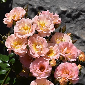 Rose, 'Peach Drift' #3/2