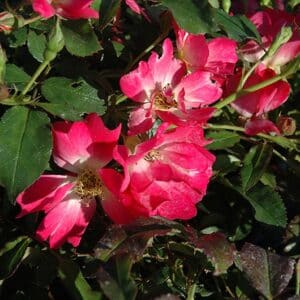Rose, 'Pink Drift'