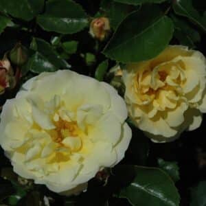 Rose, 'Popcorn Drift'