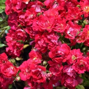 Rose, 'Red Drift'