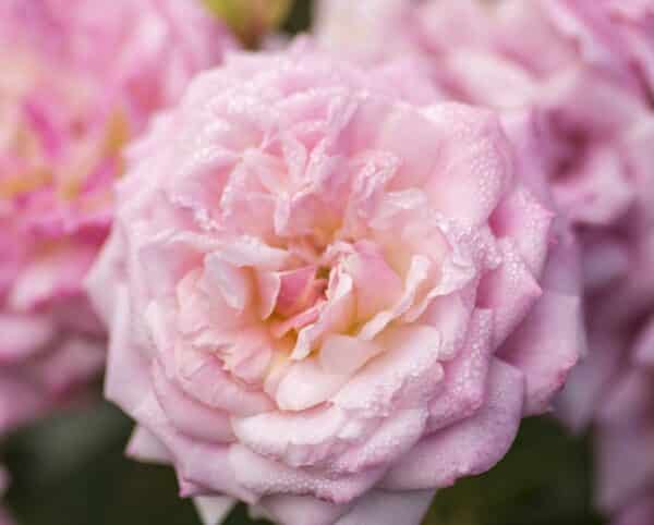 Rose, 'Sweet Drift' #3/2 - Image 2