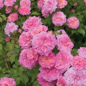 Rose, 'Sweet Drift' #3/2