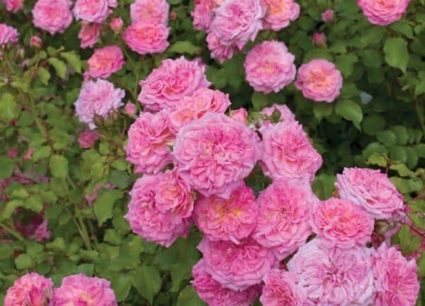 Rose, 'Sweet Drift' #3/2