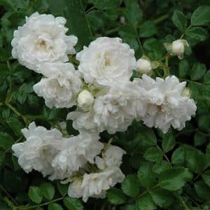 Rose, 'White Drift'