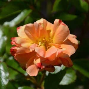 Rose, 'Flower Carpet Amber' #3/2