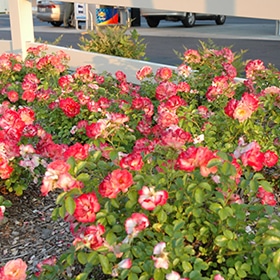 Rose, 'Flower Carpet Coral' #3/2