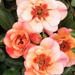 Rose, 'Flower Carpet Peach'