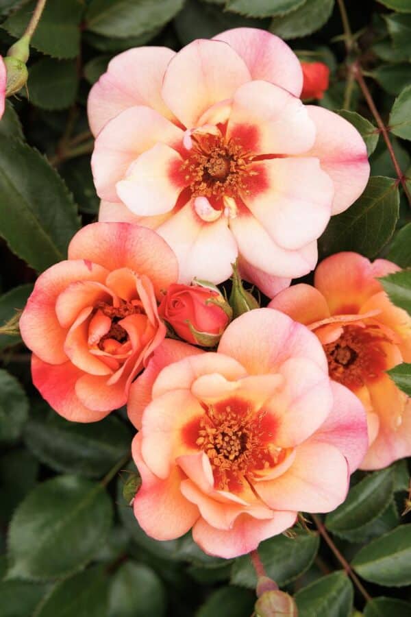 Rose, 'Flower Carpet Peach'