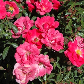 Rose, 'Flower Carpet Pink Supreme'
