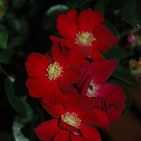 Rose, 'Flower Carpet Red' #3/2