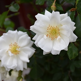 Rose, 'Flower Carpet White' #3/2
