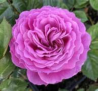 Rose, Floribunda 'Artic Blue'