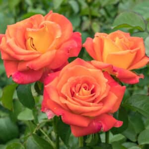Rose, Floribunda 'Burst Of Joy'
