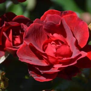 Rose, Floribunda 'Brick House'
